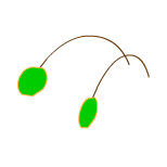 Antenne du Scarafeuille vert