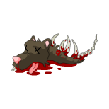 Carcasse de rat d'égouts