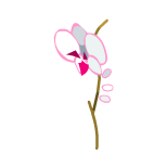Orchidée Freyesque
